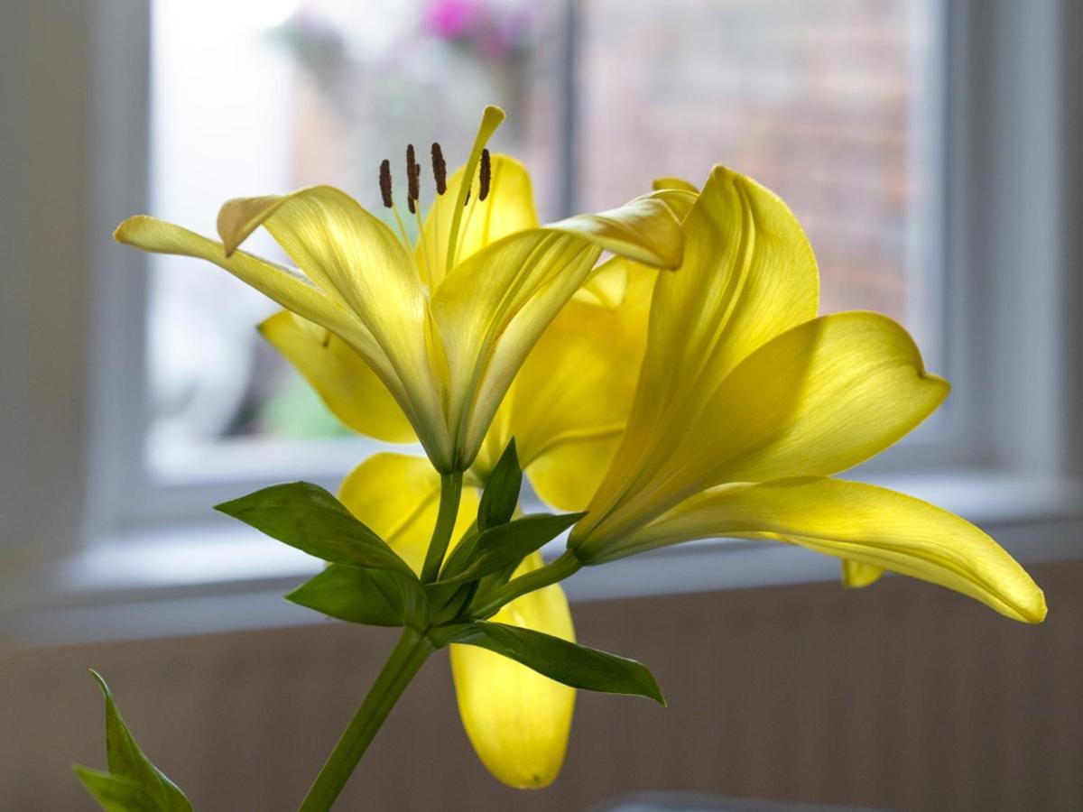 فيلا Pass The Keys Wonderful 3Br Townhouse Top Location Cafes بلفاست المظهر الخارجي الصورة